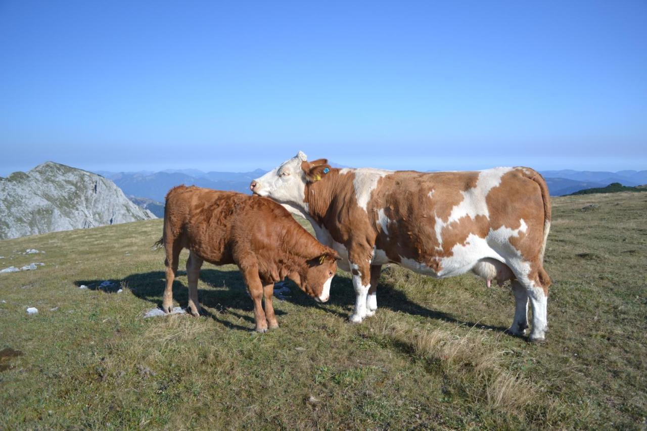 Gasthof Oberer Gesslbauer Stanz Im Murztal المظهر الخارجي الصورة